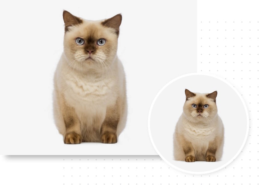 Picture of cat with touch up tools applied